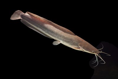 poisson chat marcheur d'Angola