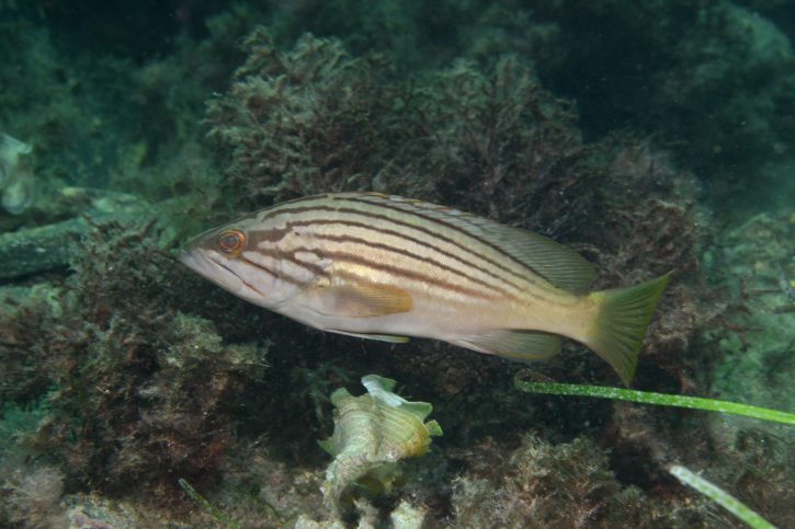 Epinephelus costae