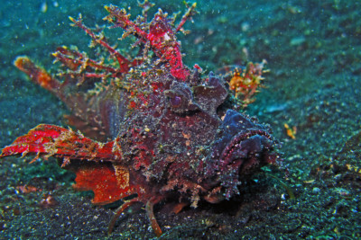 Inimicus didactylus Synanceiidae