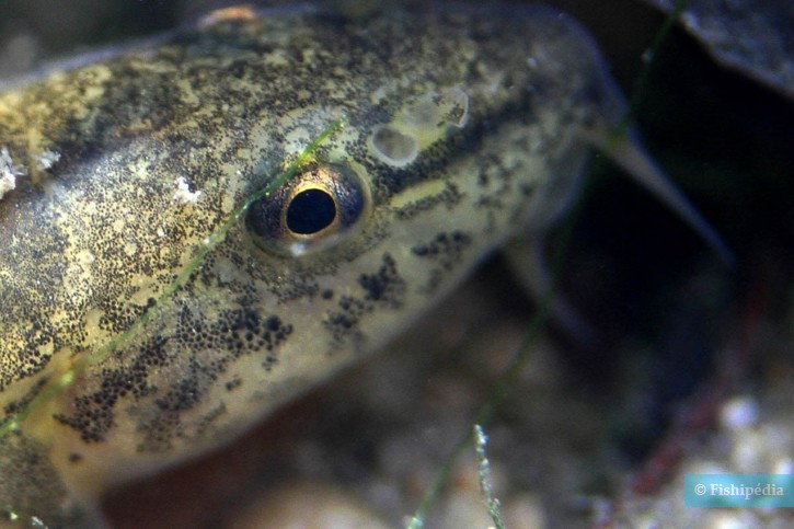 Barbatula barbatula - stone loach