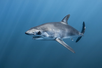 shortfin mako Lamnidae