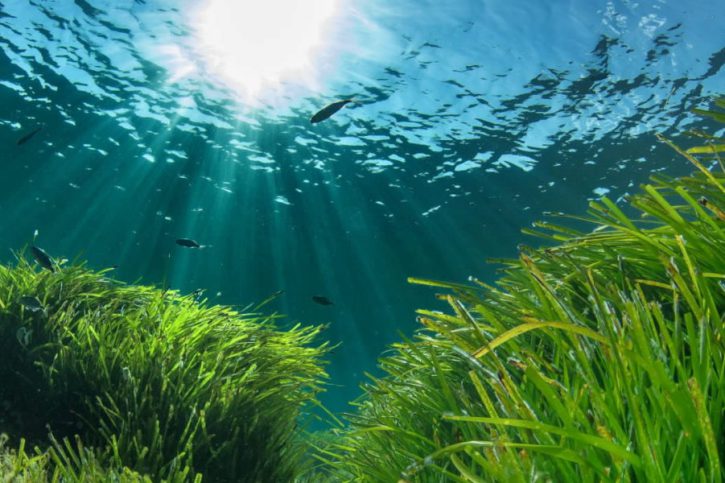 Posidonie : le poumon vert de Méditerranée en danger ?