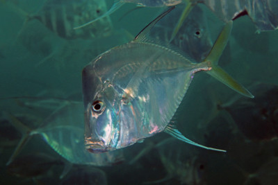 carangue assiette Carangidae