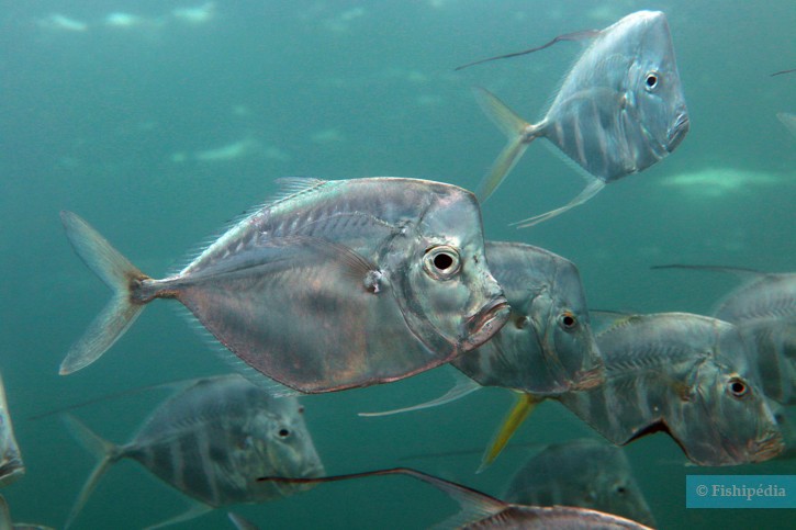 Selene vomer - lookdown