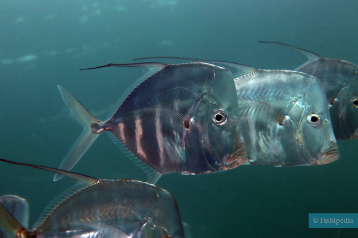 Selene vomer - lookdown