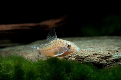Corydoras cruziensis Callichthyidae