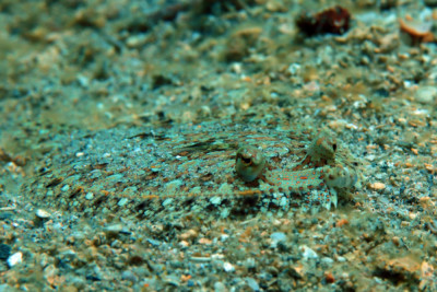 rombou ocellé Bothidae