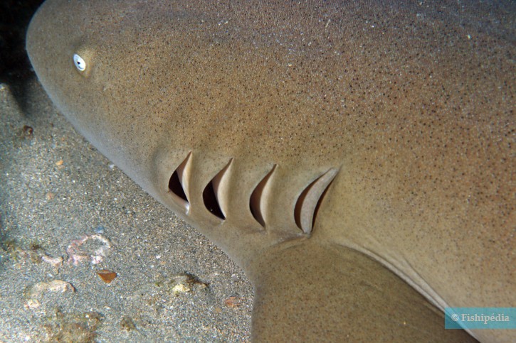 Ginglymostoma cirratum - atlantic nurse shark