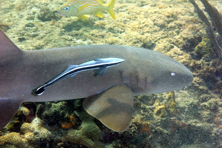 Ginglymostoma cirratum - atlantic nurse shark