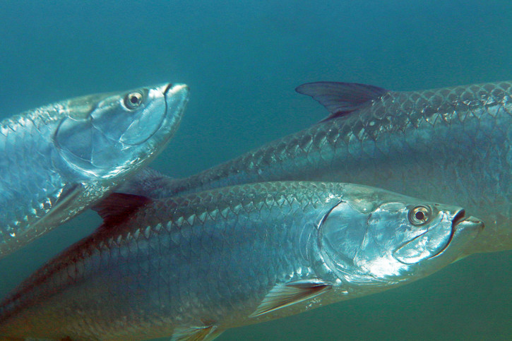 Megalops atlanticus - tarpon