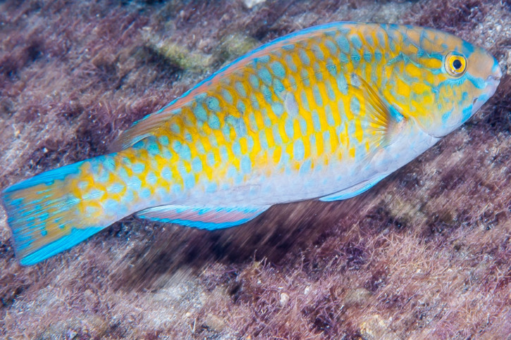 Scarus ghobban - blue-barred parrotfish