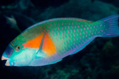 poisson-perroquet de Bowers Scaridae