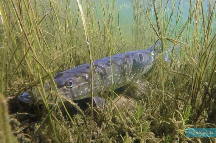 La Moselle s’engage pour la protection du brochet