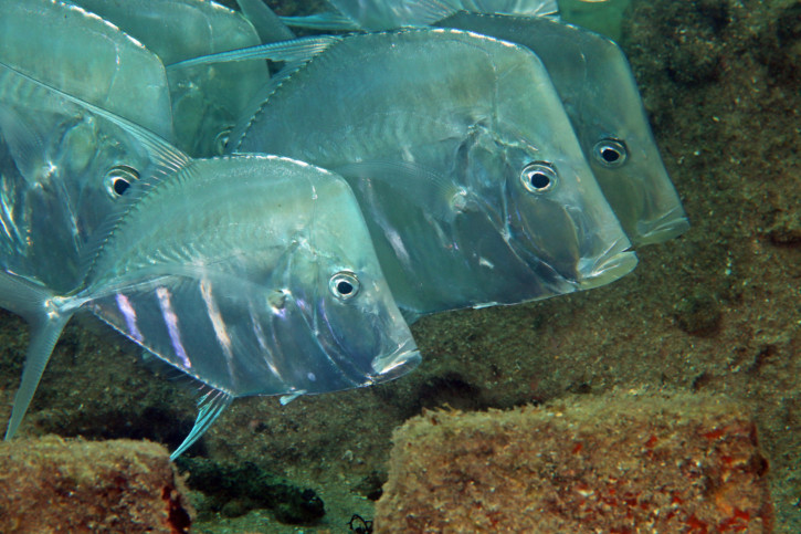 Selene vomer - lookdown