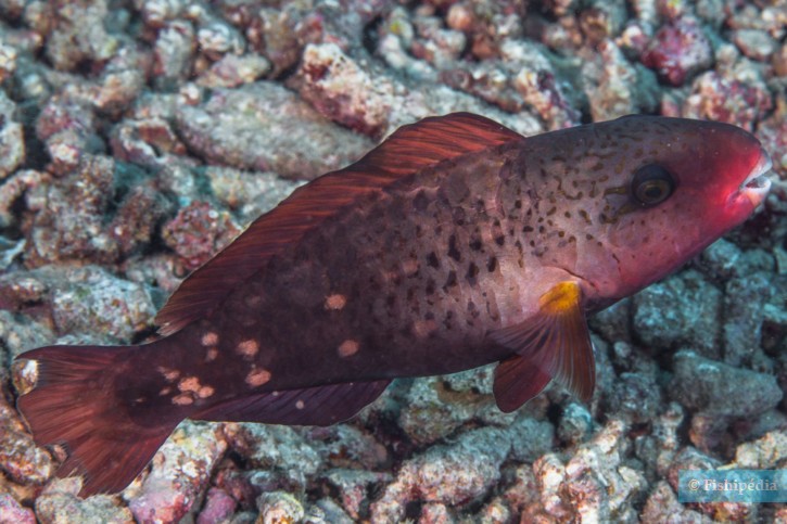 Chlorurus spilurus - bullethead parrotfish