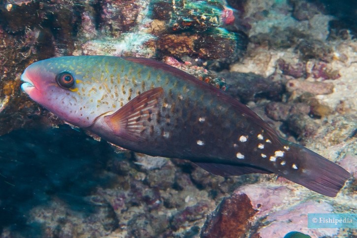 Chlorurus spilurus - bullethead parrotfish