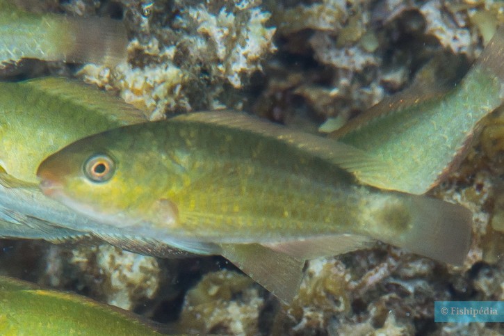 Chlorurus spilurus - bullethead parrotfish