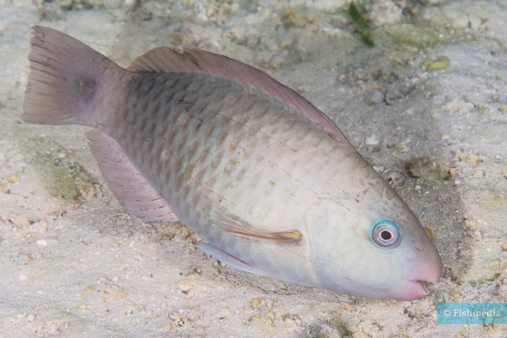 Chlorurus spilurus - bullethead parrotfish