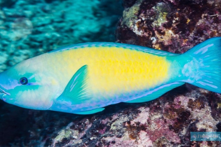 Chlorurus spilurus - bullethead parrotfish