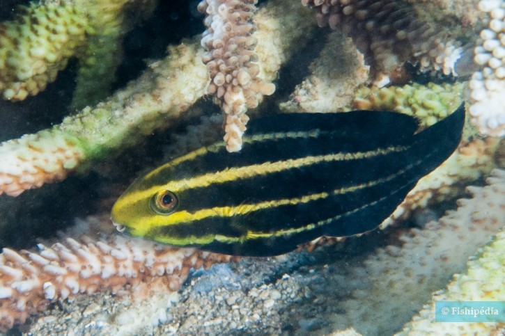 Chlorurus strongylocephalus