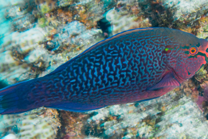 Scarus niger - dusky parrotfish