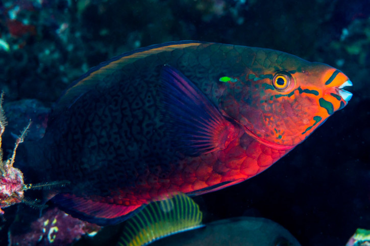 Scarus niger - dusky parrotfish