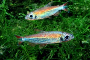 Alestopetersius brichardi