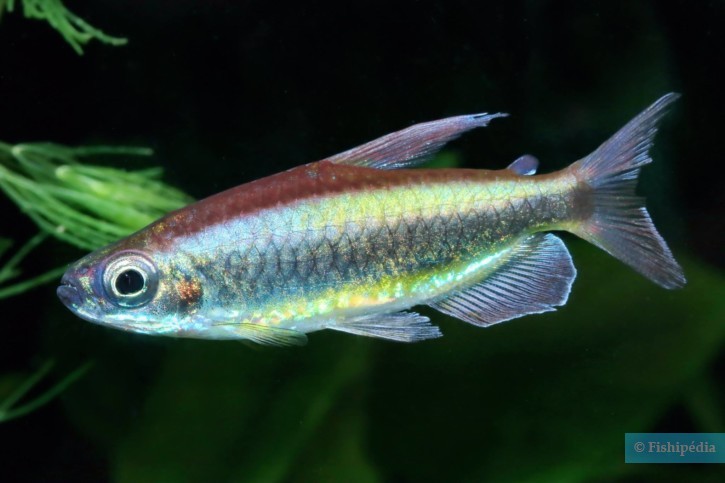 Phenacogrammus aurantiacus