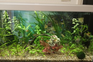 1er aquarium