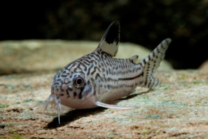 Corydoras trilineatus