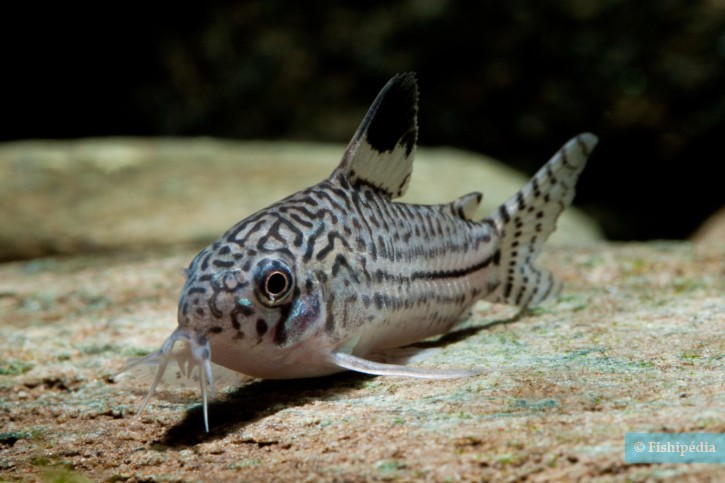 Corydoras trilineatus