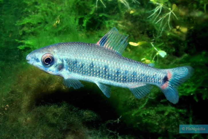 Distichodus decemmaculatus