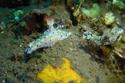 doris peinturlurée Chromodorididae