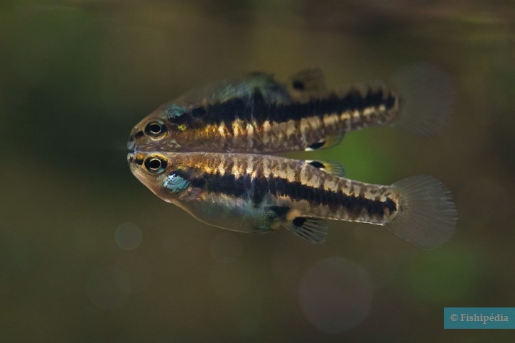 Heterandria formosa