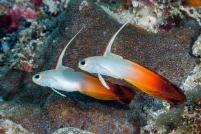 gobie de feu Ptereleotridae