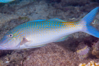 rouget jaune Mullidae