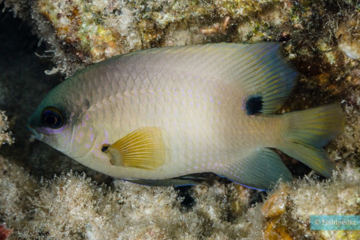 Stegastes nigricans - dusky gregory