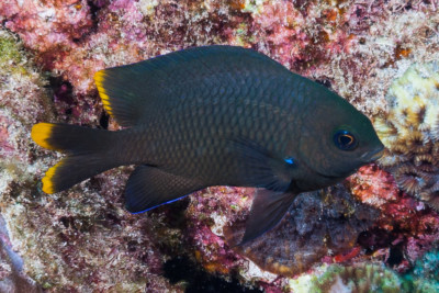grégoire mauricien Pomacentridae