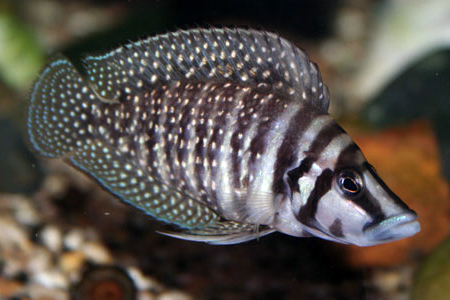 Altolamprologus calvus
