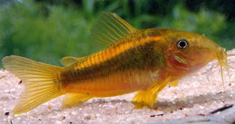 Corydoras CW
