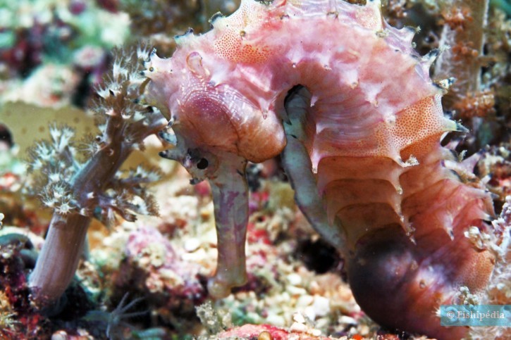 Hippocampus histrix - thorny seahorse