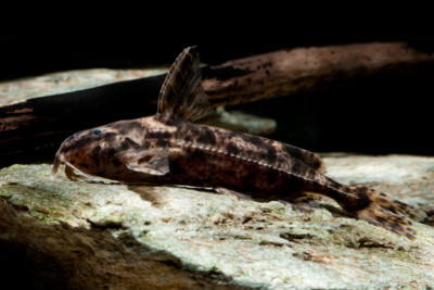 poisson-chat perroquet Doradidae