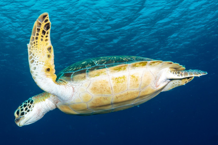 Illuminer les filets de pêche pourrait sauver les tortues et les dauphins