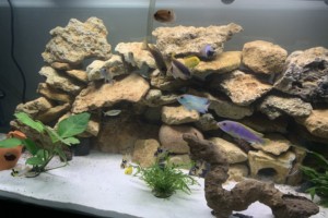 Cichlids