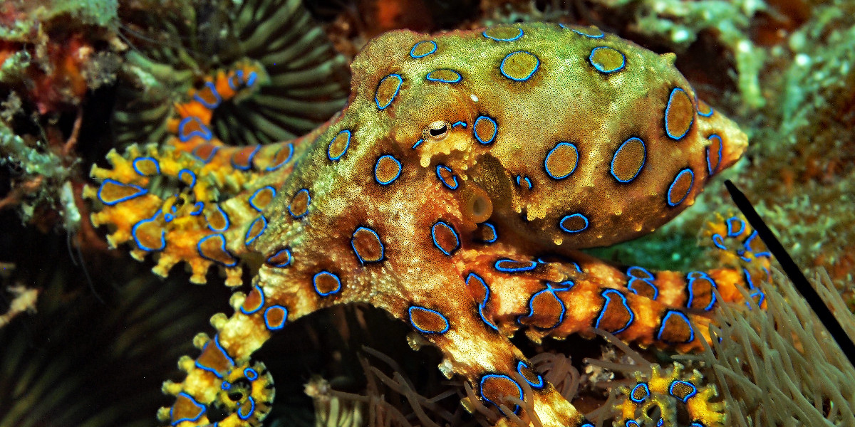 Poulpe et pieuvre à anneaux bleus