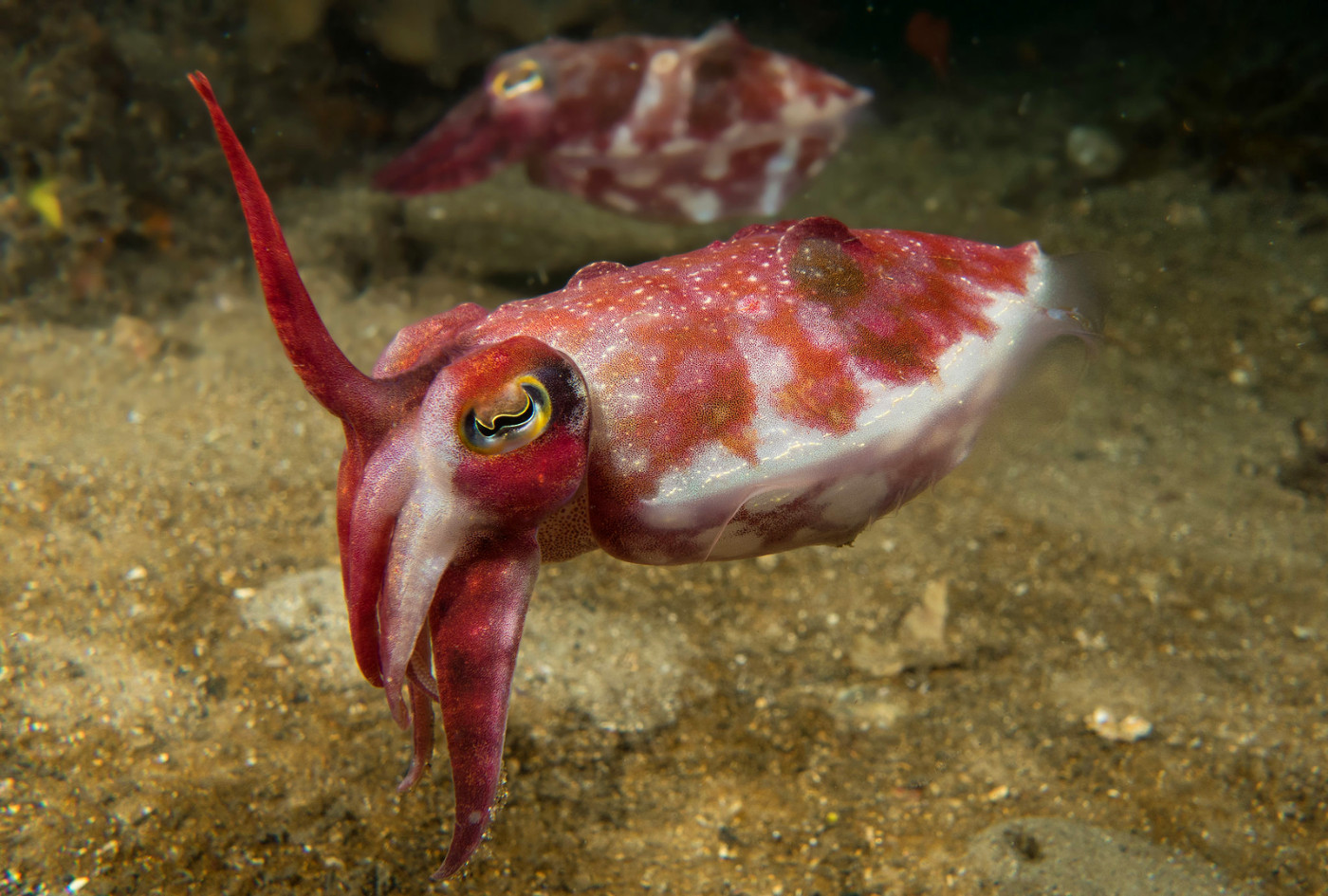 Sepia octopus. (Eight-armed Cuttle-fish) [Class 6. Vermes; Order 2