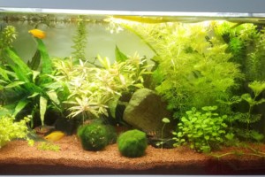 First aquarium