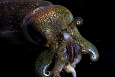 Calmar récifal à grandes nageoires Loliginidae