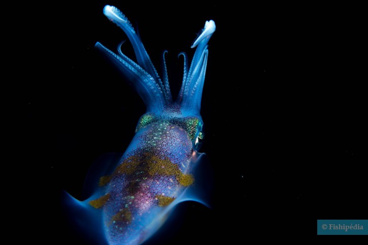 Sepioteuthis lessoniana - calamaro di Lesson