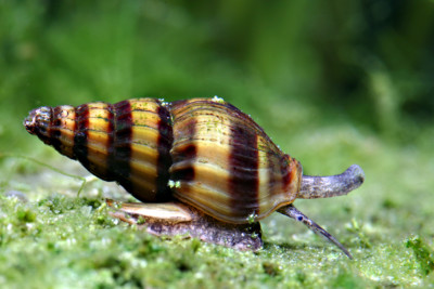 Clea helena Nassariidae